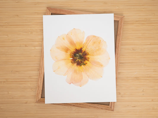 Pressed Flower Art Print - Pale Pink Rose