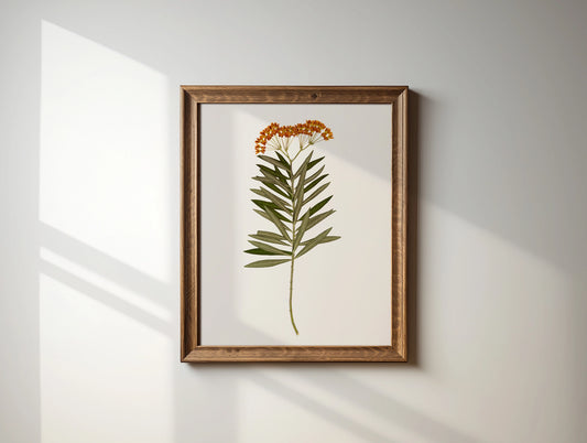 Pressed Flower Art Print - Butterfly Milkweed